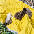 Maiori, trovati cinque cuccioli di gatto senza mamma: l’ENPA lancia un appello urgente