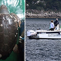 Tartaruga intrappolata in una rete da pesca al largo di Maiori, dopo il salvataggio battezzata "Osimhen"