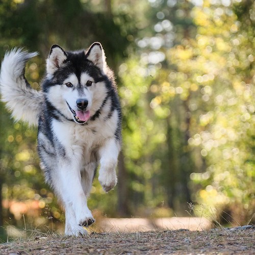 Caltanissetta: il cane abbia di notte e i proprietari devono risarcire il vicino disturbato