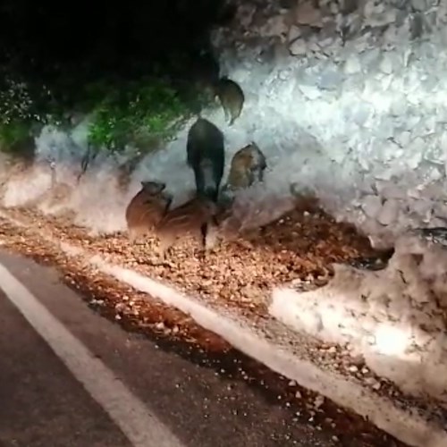 Cinghiali a Capo d'Orso in cerca di cibo arrivano sulla Statale Amalfitana /foto /video