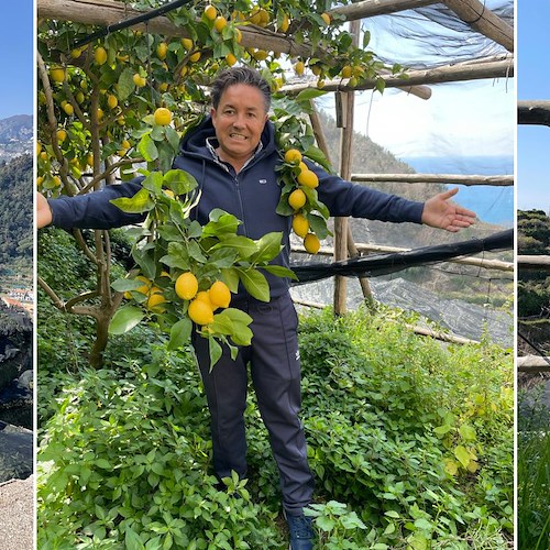 Dai terrazzamenti di Maiori Carlo De Riso via social: «Per il limone Costa d'Amalfi IGP sarà una splendida annata»!