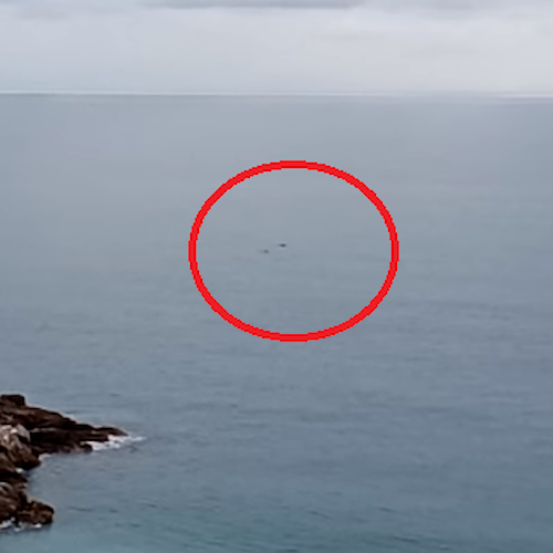 Delfini in Costiera Amalfitana: acrobazie al largo di Erchie / VIDEO