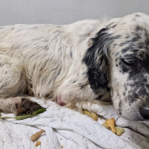 Gli estirpano il microchip e lo abbandonano, setter recuperato nel letto del fiume a Maiori