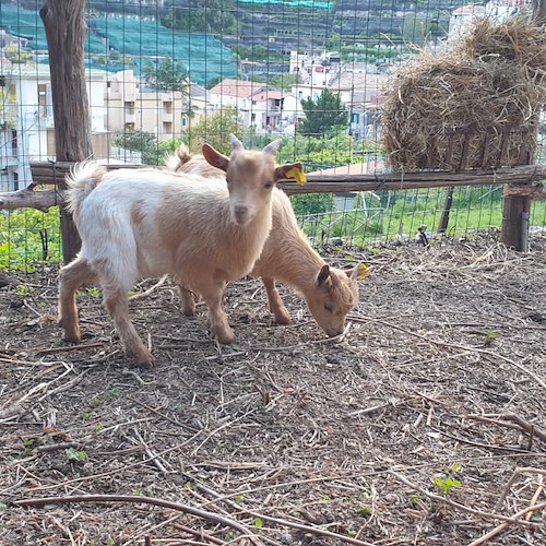 L'ENPA muove i primi passi verso la fattoria didattica a Maiori, accolte caprette che erano allo stato brado a Praiano /FOTO