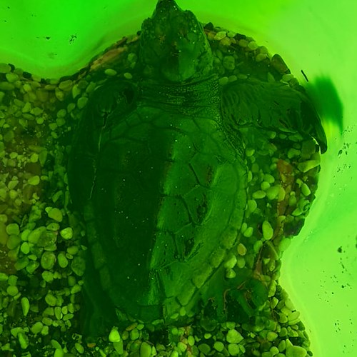 Maiori, nate altre due tartarughine dal nido n.52 