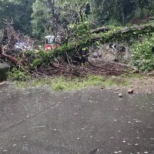 Maltempo in Costa d'Amalfi, a Maiori albero si abbatte sulla Statale all'altezza del cimitero / FOTO 