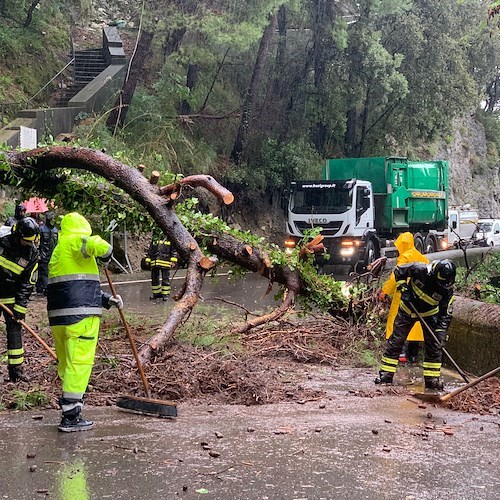 Maltempo in Costa d'Amalfi, a Maiori albero si abbatte sulla Statale all'altezza del cimitero / FOTO 