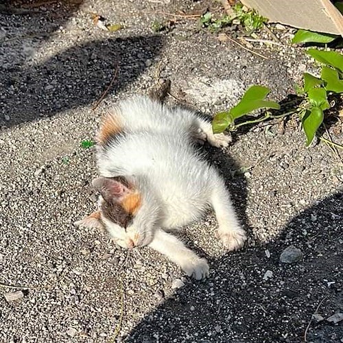 Miagolava disperato in un cassonetto dei rifiuti a Maiori, gattino messo in salvo