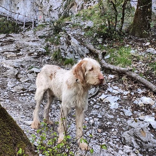 "Nico" il cane disperso ieri sulle montagne di Maiori è stato ritrovato a Cava: il potere dei social /foto