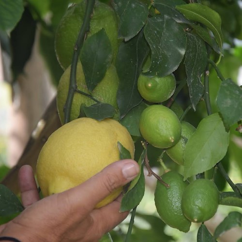 Raccolta e vendita Limone IGP Costa d'Amalfi slittano di 20 giorni, Consorzio di Tutela: «Non è ancora maturo»