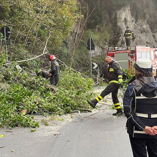 Rami in bilico a Maiori, alberi abbattuti preventivamente lungo la SS 163<br />&copy; Massimiliano D'Uva