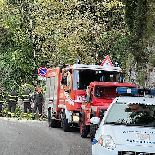 Rami in bilico a Maiori, alberi abbattuti preventivamente lungo la SS 163<br />&copy; Massimiliano D'Uva