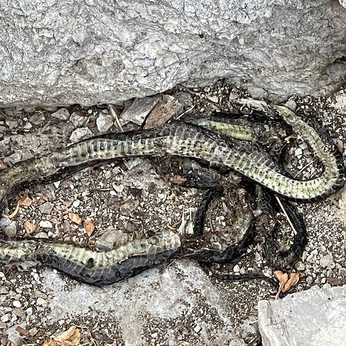 Serpenti non velenosi uccisi a colpi di pietre lungo il sentiero dei limoni