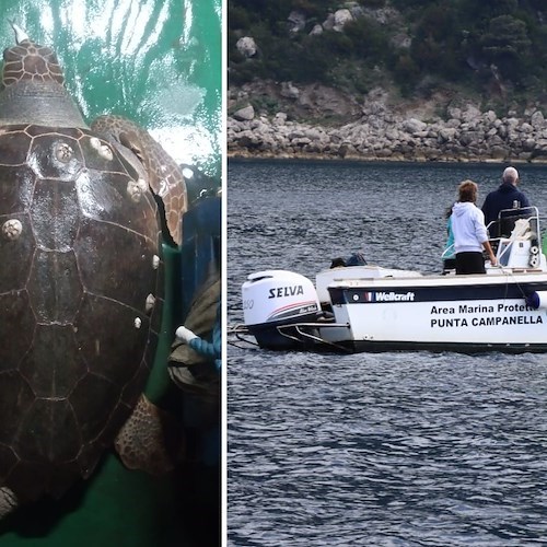 Tartaruga intrappolata in una rete da pesca al largo di Maiori, dopo il salvataggio battezzata "Osimhen"