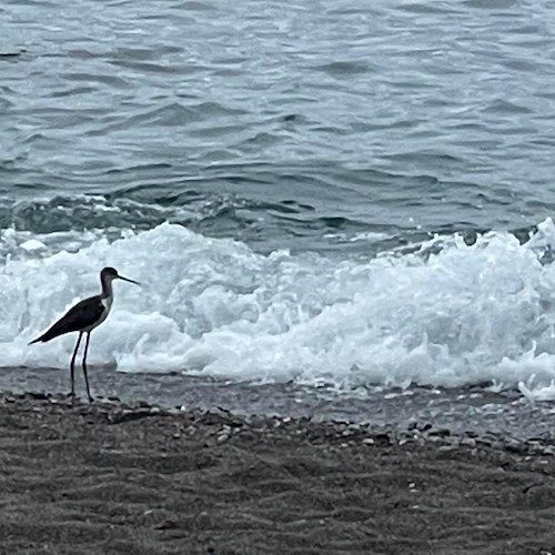 Una cicogna in Costa d'Amalfi, esemplare avvistato sulla spiaggia di Maiori / FOTO 