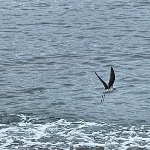 Una cicogna in Costa d'Amalfi, esemplare avvistato sulla spiaggia di Maiori / FOTO 