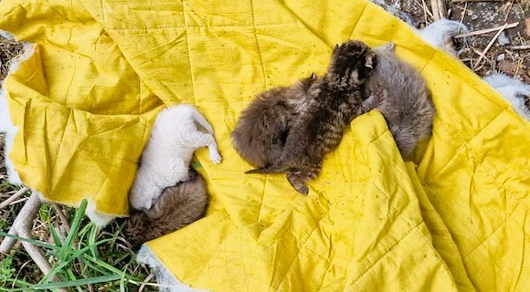 Maiori, trovati cinque cuccioli di gatto senza mamma: l’ENPA lancia un appello urgente